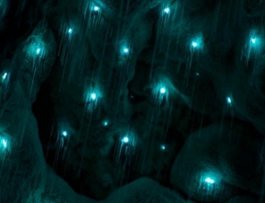 more glow worms